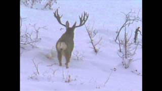 Utah Mule Deer 2001 Governors Tag  MossBack [upl. by Nitnelav]