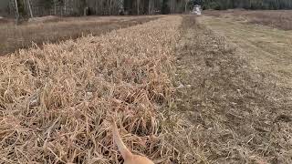 A day hunting pheasant with my Labrador Retriever Scotch hunting pheasant pheasanthunting gsm [upl. by Airb]