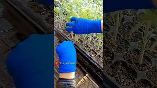 cara pintar orang China menanam tomat  the clever way the Chinese grow tomatoes shortsvideo fruit [upl. by Anailuig478]