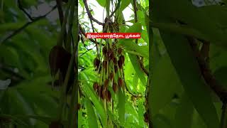 இலுப்ப மரம் Mathura longifolia  medicinalplants  nature [upl. by Donnamarie942]