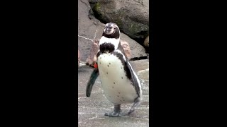 Waddle This Way for World Penguin Day [upl. by Nwahsat]