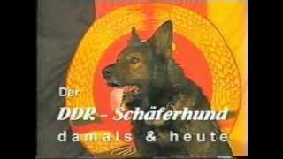 DDR Deutsche Schäferhund [upl. by Dorry]