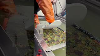 Hydro Dipping Skateboard satisfying custom short shortvideo trendingshorts [upl. by Nickie]