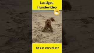 Ich habe einen lustigen Hund gefunden der über 100 Mal am Strand gestolpert ist 2024 [upl. by Yup]