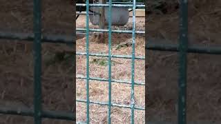 Gorillas Chilling At Howletts Wild Animal Park [upl. by Rochkind]