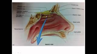 Anatomy of olfaction [upl. by Ailsun340]