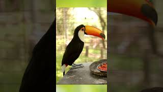 Toucan [upl. by Flo]