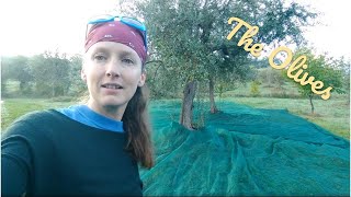 25 Harvesting our land olives for the first time [upl. by Kela787]