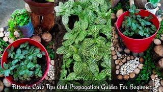 Fittonia Albivenis Plant Care Tips And Propagation Guide For Beginner [upl. by Oiluig]