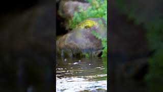 Yellow Warbler bird in stream bathing yellow warbler bird cute stream nature wildlife HA28591 [upl. by Alita]