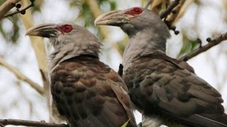 Pair of Channelbilled Cuckoos agitate Pied Currawongs [upl. by Glaser]