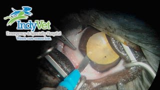 Canine Cataract Surgery Phacoemulsification [upl. by Trista]