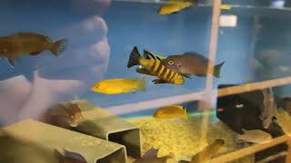 F1 Cynotilapia sp Lion Lions Cove  AFRICAN CICHLID [upl. by Nigle]