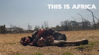 Lion Feeding At Antelope Park Gweru Zimbabwe Gut Pile 1Oasis Overland [upl. by Sophey]