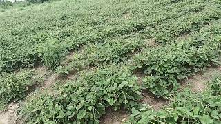 Is Bean Farming That Profitable Check the description for answer [upl. by Ruhl]