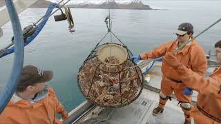 Loaded Pots Full of Tanner Crab  Hauling Crab Pots in Alaska  Tanner Season 2023 [upl. by Lorenzana]