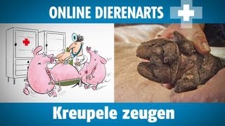 Online dierenarts Kreupele zeugen [upl. by Nnahaid]