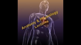 AampP Lecture 7  Axial Skeleton Part 2 of 4 Orbit Sphenoid Ethmoid and Hyoid Bones [upl. by Austreng]