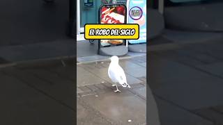 Gaviota Roba Comida de una Tienda 😱😂 Shorts [upl. by Jon]