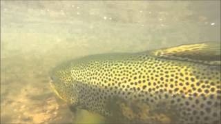 Big trout release on Loch Garry [upl. by Leona]