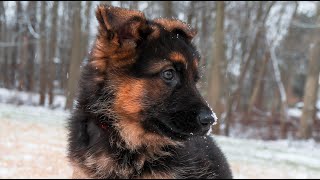 German Shepherd Puppy First Week Home [upl. by Liberati]