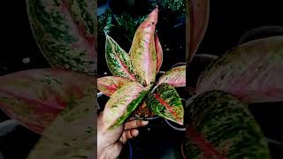 Aglaonema Red Legacy Available ll WA 8240938880 ll [upl. by Netsua]