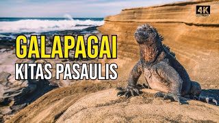 Kelionė į Galapagus 2 Iguanų prilindo į viešbutį Leidžiuosi į gilius ugnikalnio urvus [upl. by Ardnaek]