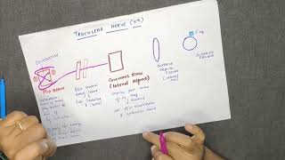 TROCHLEAR NERVECRANIAL NERVE IV  COURSE AND DISTRIBUTION DIAGRAM IN TAMIL [upl. by Ynaffets]