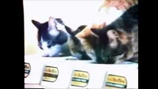 Friskies Buffet Cat Food Commercial 1974 [upl. by Vasti]