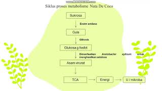 Bakteri Acetobacter Xylinum pada Fermentasi Nata De Coco [upl. by Ellita]