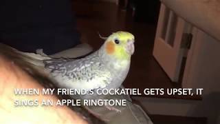 Cockatiel Sings iPhone Ringtone [upl. by Tessa]