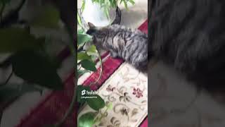 Cats Chewing On All My Plants and Wires [upl. by Toole]