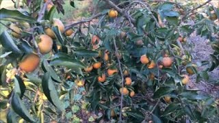 The Persimmon Trees Are LOADED This Year [upl. by Atinor]