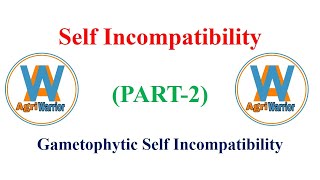 Gametophytic Self IncompatibilitySelf Incompatibility PART2 [upl. by Ymorej477]