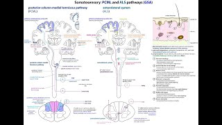 Exemplar Neuroscience L050 PCML o ALS [upl. by Etnoed]