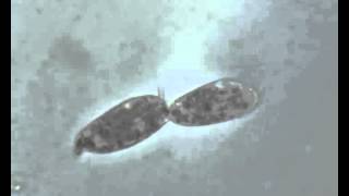 Paramecium in scissione [upl. by Sivart]