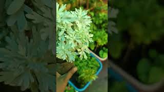 Artemisia🥰plant available now🥰🥰🥰🥰 [upl. by Louisette]