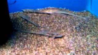 Sturisoma barbatum  Long Nose Whiptail Catfish [upl. by Holcman]