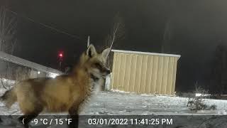 Red Fox Healing From Sarcoptic Mange in Summerside PEI Canada [upl. by Ardnaxila466]