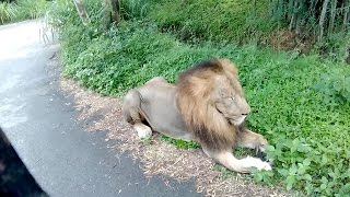 Jungle Safari in Bannerghatta  Karnataka  Explore the ODD [upl. by Anotyad]