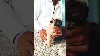 age baby doll masale Di rusi baby Vodafone shortDH ytdog 360 4kvideo pugg funny dog pug [upl. by Aihgn]