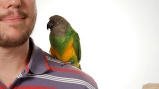 How to Potty Train Your Parrot  Parrot Training [upl. by Laughry]