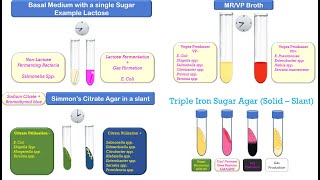 Biochemical Identification of Bacteria [upl. by Enimajneb]