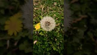 Taraxacum erythrospermumPlant  Dandelion 😍2024 plants dendelions cute white444 [upl. by Meit955]