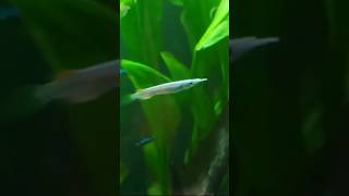 இதுதான் Wrestling halfbeak fish wresltinghalfbeak aquariumfish shorts ytshorts youtube short [upl. by Lundeen]