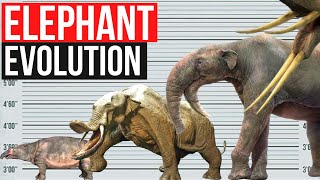 Elephant Evolution  In one minute [upl. by Hcaz562]