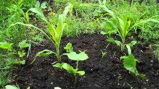 First Nations Style Three Sisters Permaculture Garden  Video 3  June 13 2011 [upl. by Itram296]