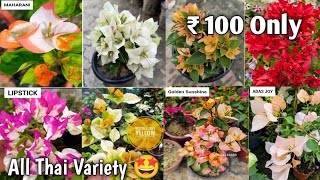 100 Thai Variety Bougainville  Most Rare Variety Bougainville Id Online Sell  Bougainvillea Care [upl. by Ricarda238]