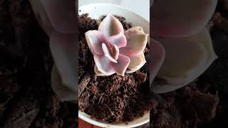 Echeveria raybon [upl. by Alage]