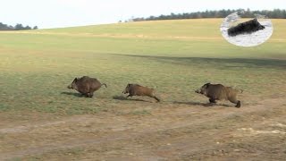 Wild boar hunting 2016 compilation Schwarzwild Drückjagd Chasse en battue au sanglier [upl. by Ginsburg]